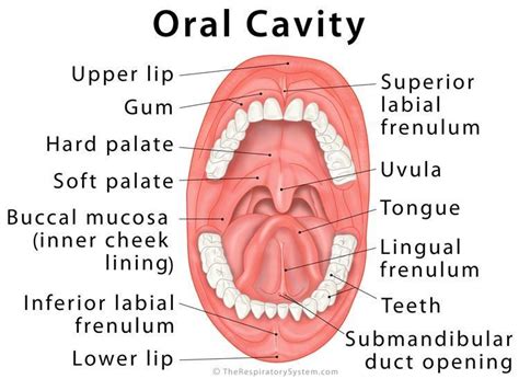 What Are The Parts Of Buccal Cavity And Their Functions