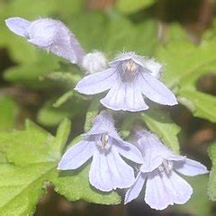 Category:Close-ups of Ajuga flowers - Wikimedia Commons