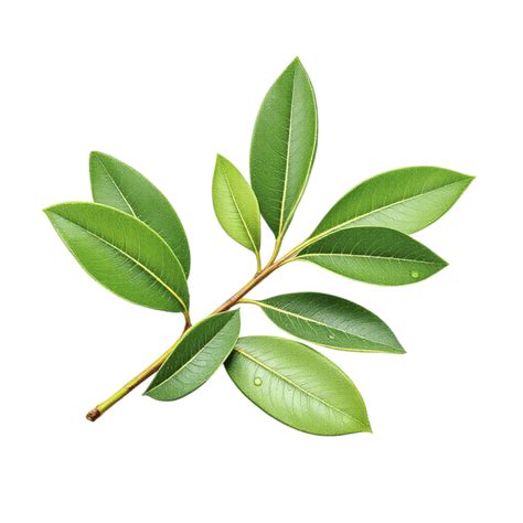 green leaf   black background  png