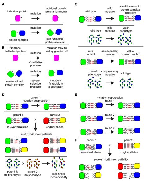 Frontiers Protein Complexes Form A Basis For Complex Hybrid