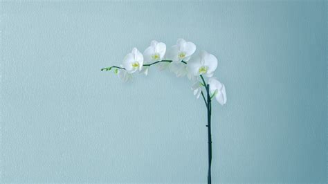 26 Flower Minimalist Wallpapers Wallpaperboat