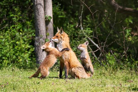 Maryland Biodiversity Project Red Fox Vulpes Vulpes