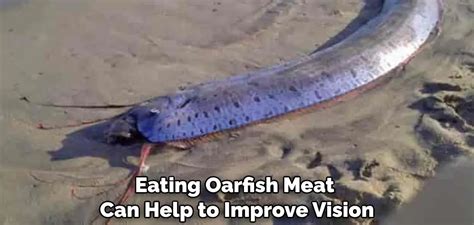 Oarfish Spiritual Meaning, Symbolism and Totem | Explanation