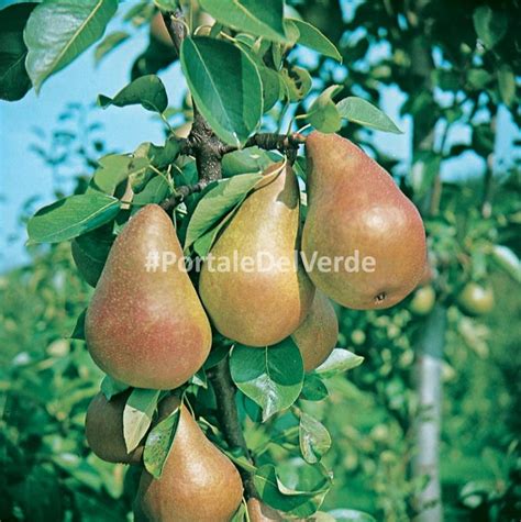 Pero Abate Fetel Albero Che Produce Frutti Gustosi