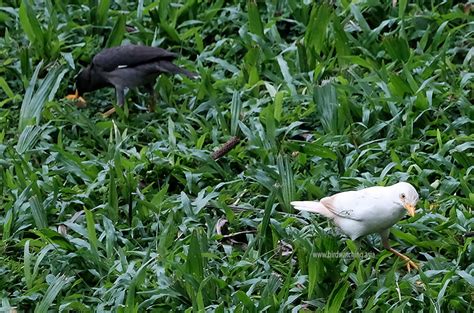 Leucistic Myna Malaysia Bird Watching Asia