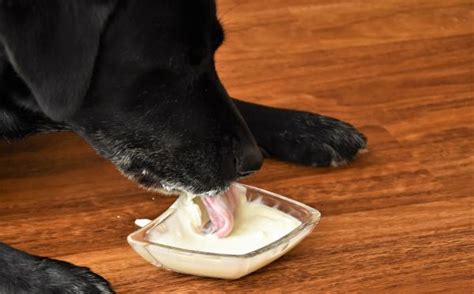 Los Perros Pueden Comer Yogur Descubre Si Este Alimento Es Bueno