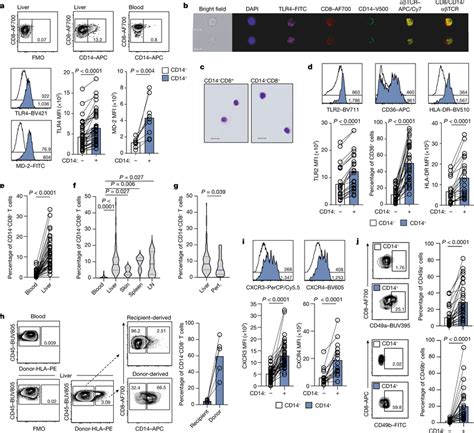 Cd Cd T Cells In The Human Liver A Representative Flow Cytometry