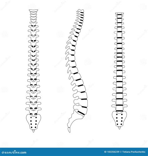 Human Spine Anatomy Vector Illustration Stock Vector Illustration Of