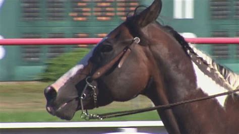 Suffolk Downs New Englands Last Thoroughbred Horse Track Hosting