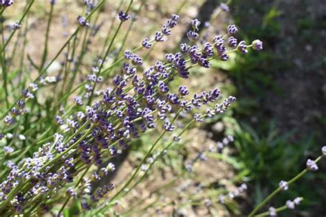 Reasons Why Your Lavender Is Dying How To Fix It