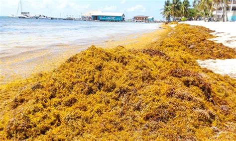 Atlantic Sargassum Belt – Algae Workshops