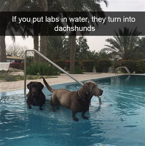 19 Adorable And Funny Dog Pics With Captions – Pleated Jeans