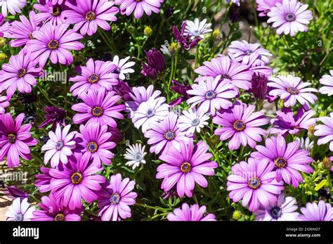 Garden Flowers Violet African Daisies Stock Photo Alamy