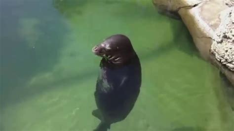 spinning seal sound spinning seal meme sound ynak