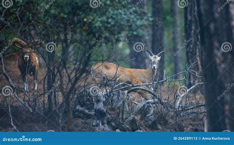 Cyprus Mouflons Wild Sheep In Mountain Forest Wildlife Animals In