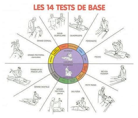 La kinésiologie appliquée et les tests musculaires pour accéder votre