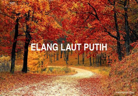 4 Arti Kata Elang Laut Putih - Kamus Besar Bahasa Indonesia (KBBI ...