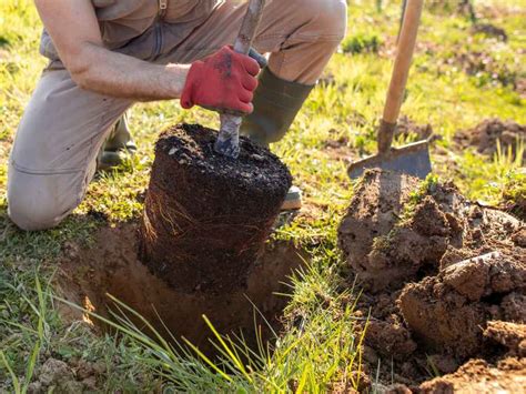 How To Plant A Tree In Clay Soil Home Soils