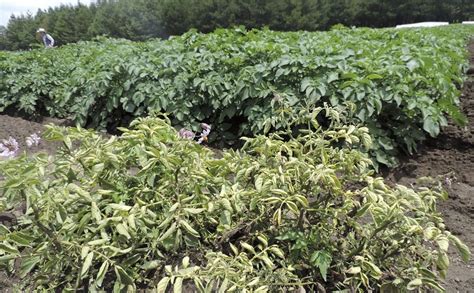 Cornell University Improves Global Access To Potato Breeding Material Potatopro