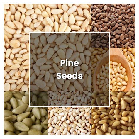 How To Grow Pine Seeds Plant Care And Tips Norwichgardener