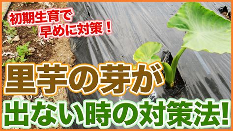 家庭菜園や農園の里芋栽培は初期生育で早めに対策！里芋の芽が出ない時の対策方法と里芋の育て方を徹底解説！【農園ライフ】 Youtube