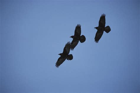 Three Blackbirds Euphagus Cyanocephalus Photograph by Paul Nicklen