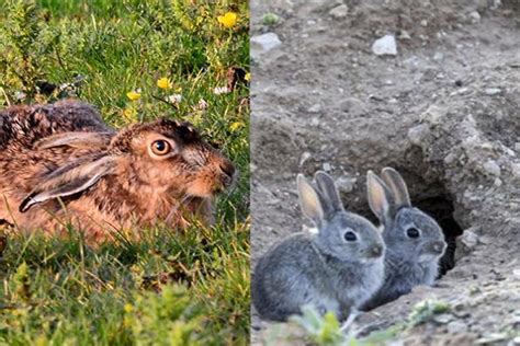 Taxonomía De Los Conejos 2023 Clasificación Científica Y Característica