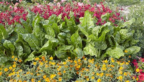 Add Edible Landscaping To Your Garden