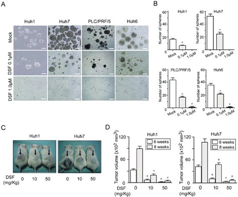 Sphere Formation Assays On Hcc Cells And Xenograft Transplantation A Download Scientific