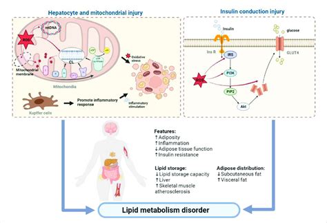 Related Mechanisms Of Oxidative Stress Affecting Body Lipid Metabolism