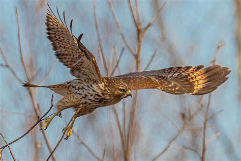 Red Shouldered Hawk Flight 4 Photograph By Morris Finkelstein Fine