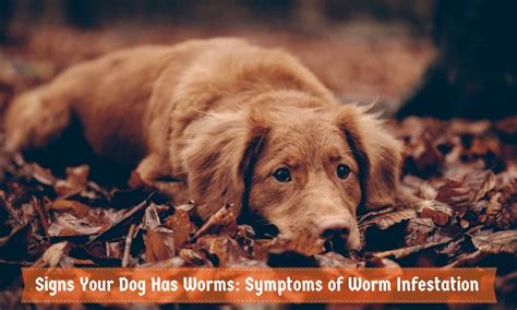 Signs Your Dog Has Worms: Symptoms of Worm Infestation