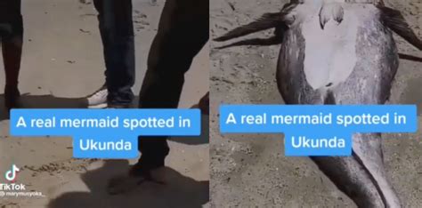 Has A Mermaid Been In Found In Ukunda Kenya Tiktok Says It Might Be So