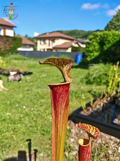 Sarracenia X Moorei Luben S Red X S Flava Var Ornata Hybride