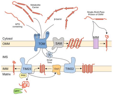 Er Surf Riding The Endoplasmic Reticulum Surface To Mitochondria