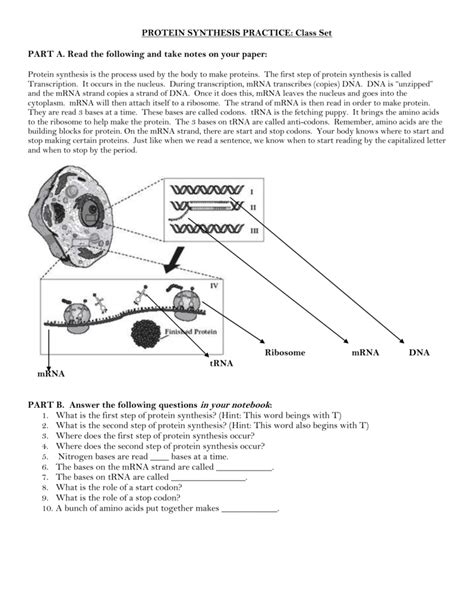 Worksheet On Protein Synthesis