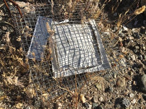 Microbial Cage Image Eurekalert Science News Releases