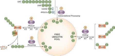 Ubiquitin C Gene Structure Function And Transcriptional Regulation