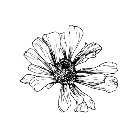 Flower Helenium Stock Illustrations 89 Flower Helenium Stock