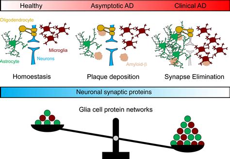 Protein Networks In Alzheimers Disease Cell Systems