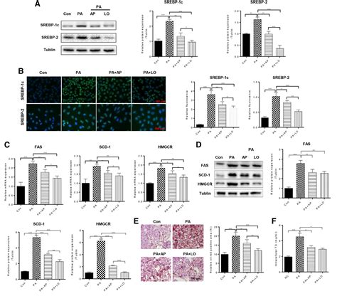 Figure From Apigenin Ameliorates Insulin Resistance And Lipid