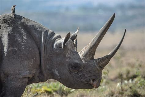 6 Facts About Black Rhinos: Diet, Threats, and Conservation | Earth.Org