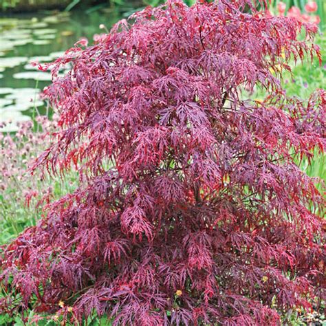 Acer Palmatum 'Dissectum Inaba Shidare' Inaba Shidare, 51% OFF