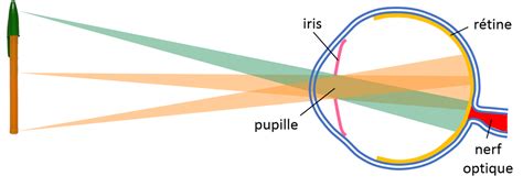 La Formation Des Images Dans L Oeil Couleurs Exp Riences