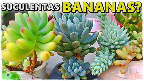 Extasiantes Suculentas Folhas Que Parecem Bananas Youtube