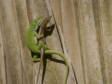 Explainers – Anole Annals