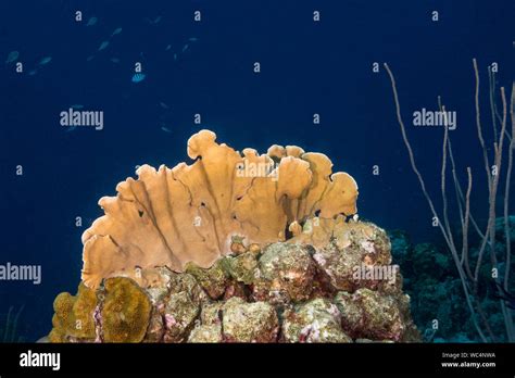 Sea Invertebrate Hi Res Stock Photography And Images Alamy