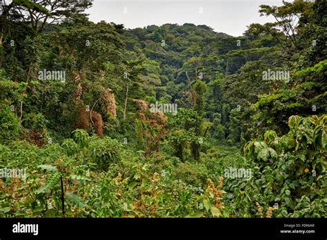 Rain Forest Of Bwindi Impenetrable National Park Uganda Africa Stock