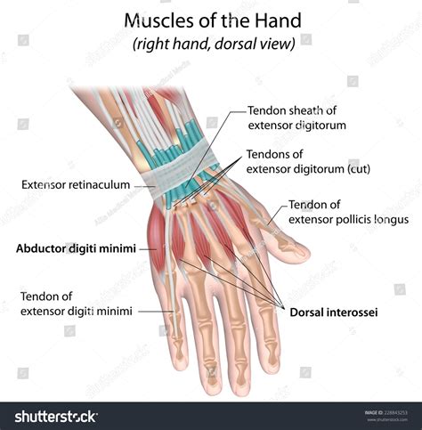 210 Dorsal wrist Images, Stock Photos & Vectors | Shutterstock