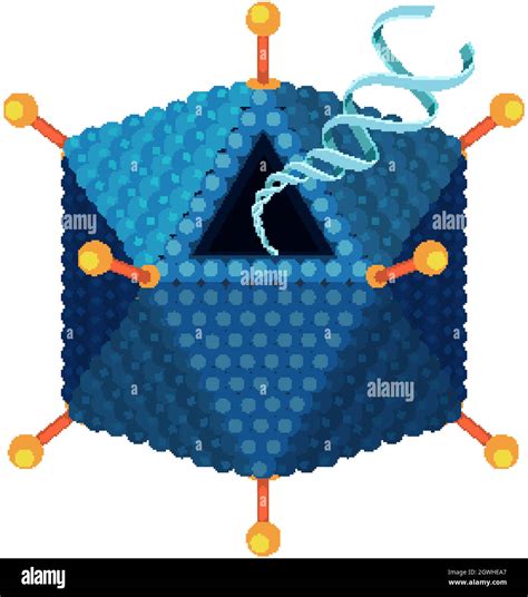 Adenovirus structure diagram on white background Stock Vector Image ...